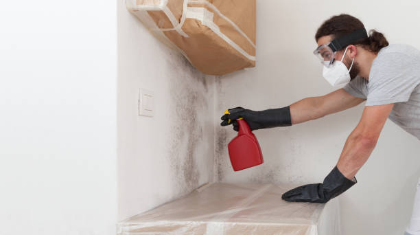 Basement Mold Remediation treatment on basement walls in Mill Hall